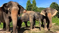 Guided Phuket Cultural Sightseeing Tour with Elephant Watching