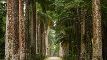 Botanical Garden and Tijuca Forest: Nature in Rio de Janeiro
