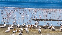 2-Day Tour in Lake Nakuru, Hell's Gate and Lake Naivasha