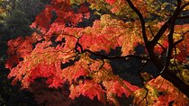 Red, Yellow and Brown - Visit autumn leaves spots in Tokyo 