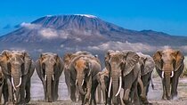 2 Day Amboseli National Park Safari