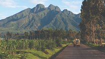 One Day Mountain Gorilla Trekking in Volcanoes National Park