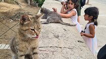 Meet the Cats of Acropolis and Thissio Private Tour