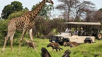 Cape Town Half-Day Big Five Safari Tours
