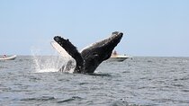 Sighting whale tour in Los Cabos