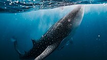Whale Shark Adventure 2 Days 1 Night Sharing Trip