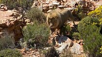 Cape Town Full Day Private Aquila Game Reserve Big 5 Safari