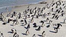Private Tour of Cape of Good Hope and Boulders Beach Penguins
