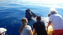 2.5 Hour Whale Escape Tour
