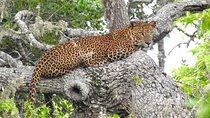Yala National Park Half Day Safari - 4.30 a.m to 11.30 a.m