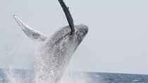 Whale Watching in Okinawa From Naha or Chatan