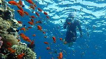 Snorkeling Trip To Ras Mohamed At Sharm El Sheikh Full Day