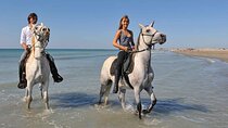 One hour Horse Riding adventure ( Sea & Desert ): Hurghada