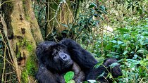 4 Days Gorilla Habituation Experience