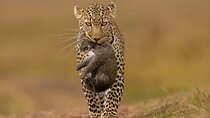 Private Yala Safari Full or Half Day Leopard Tour