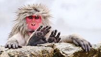 From Tokyo: Nagano Snow Monkey Park Private Tour