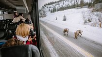 Private Tour Transportation Driver Guide of Banff!