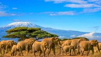 Private Day Tour To Amboseli National Park