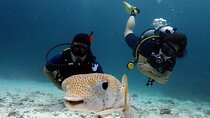 Try Scuba Diving in Racha Yai and Noi for Non-Certified