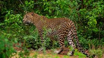 Yala National Park Leopard Safari Tours