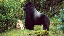 1 Day Rwanda Ultimate Gorilla Trekking Safari