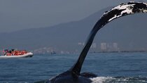 Private whale watching in Puerto Vallarta for 3 Hours