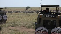 8 Day Mid Range Serengeti Wildebeests Migration Tour