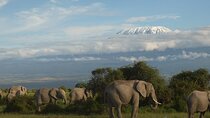 3 Day Exploring Amboseli National Park
