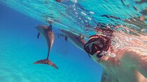 Swim with Dolphins & Snorkeling Day Trip & Lunch :Marsa Alam