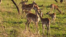3 Days Tarangire Lake Manyara and Ngorongoro Mid-Range Safari
