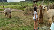 Alpaca Farm Experience on the Road to Hana