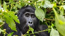 4 Days Best of Rwanda: Gorillas, Golden Monkeys & Lions
