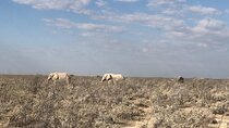 2 Days Etosha Safari Guided Tour