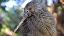 Twilight Wild Kiwi Bird Encounter Private Tour
