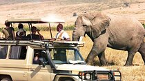Full Day Private Ngorongoro Crater Safari starting in Arusha