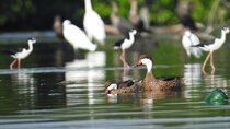 Private Bird Watching Tour in the Mangrove
