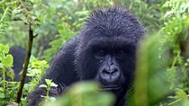 3 Days Gorilla Trekking Safari in Uganda