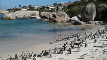 Cape of Good Hope and Penguins Peninsula Tour 
