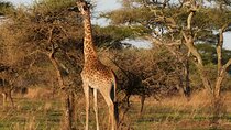 1 Day Trip Lake Manyara National Park