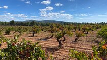 Full Day Private Requena Wineries Premium Tastings