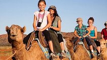 Two-Hour Scenic Camel Trek with Transportation – Sharm El Sheikh