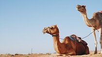 One-Hour Camel Ride in Stunning Desert with Transfers :Marsa Alam