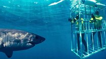Full Day Shared Shark Cage Diving Adventure in Gansbaai