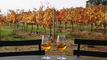 Setubal, Arrabida and Azeitão Private Wine Tour from Lisbon