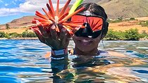 Unlimited Guided Snorkeling Tour for Beginners Plus