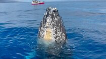 2 hour Lahaina Sunrise Whale Watch 