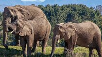 7-Day Garden Route Safari Adventure from Cape Town