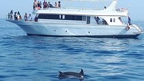 Dolphin House Snorkeling Sea Trip With Transfers :Marsa Alam