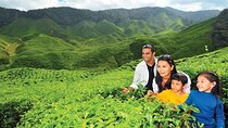 Private Cameron Highlands Trip from Kuala Lumpur