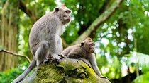 Ubud Monkey Forest, Jungle Swing & Rice Terrace Half Day Tour